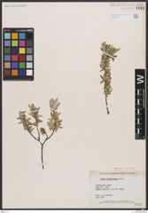 Foto von Salix brachycarpa Nutt.